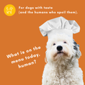 Street Dog Bakery Cash